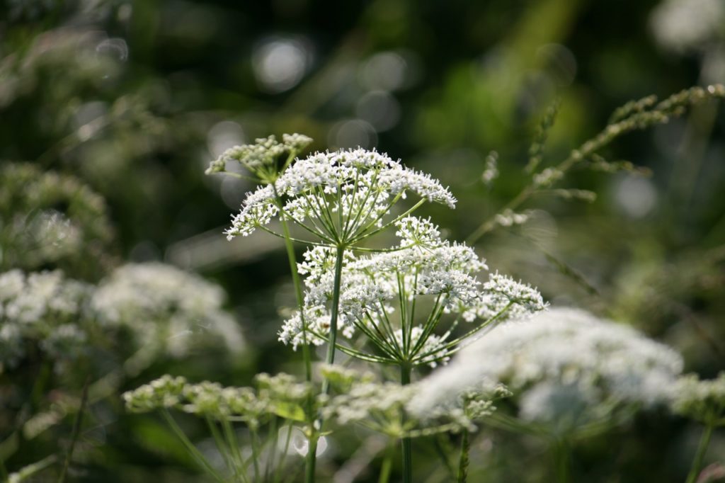 ammi majus with white umbels of flowers growing on tall stems