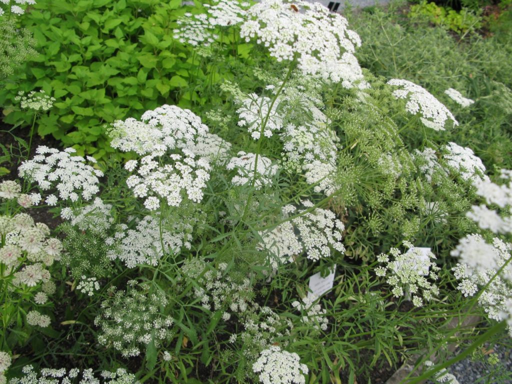 lots of white Ammi majus flowers growing in clusters