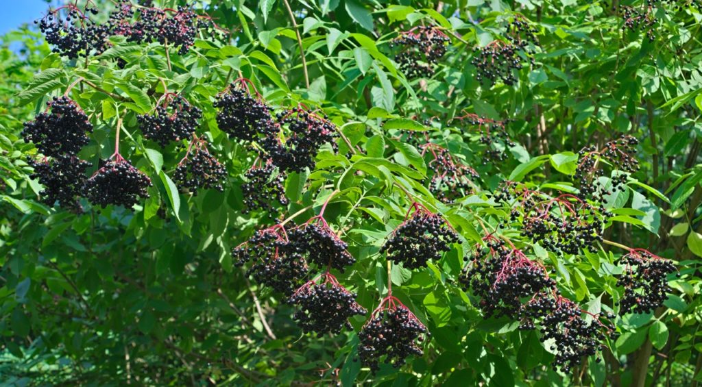 clusters of black berries growing from stems of a Sambucus nigra plant