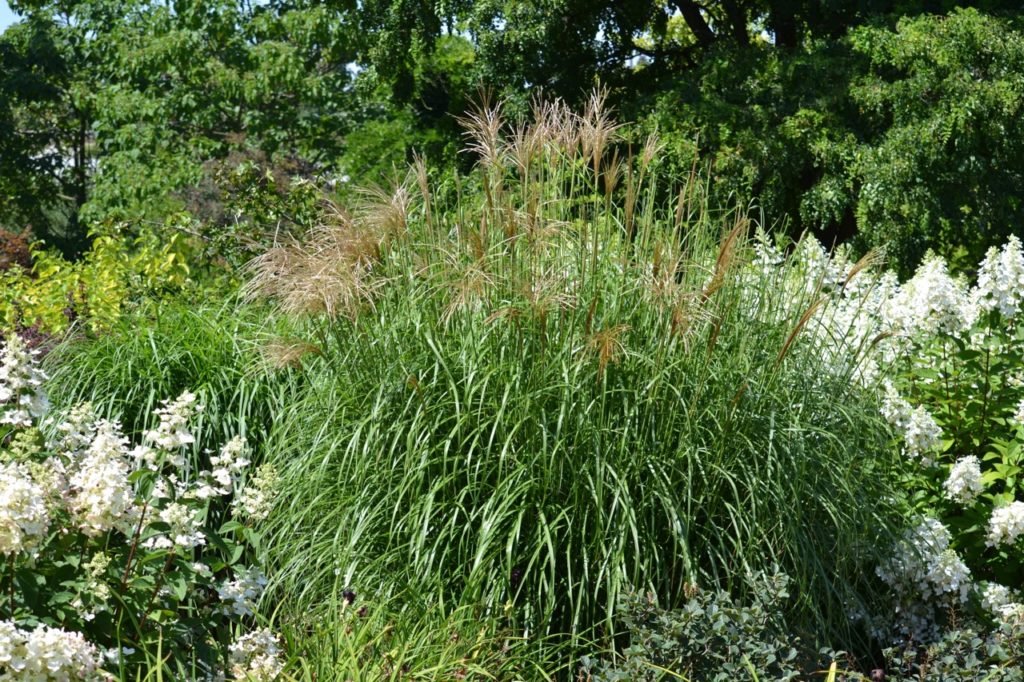 eulalia shrub with grassy foliage and creamy flowers growing in a garden bed companion planted with white panicled hydrangeas and other green shrubs 
