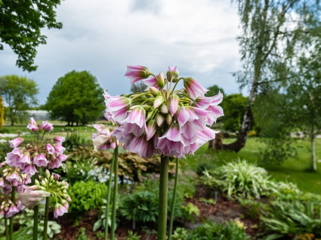 Allium tripedale plant with white flowers streaked with pink growing on a thick tall stem outside in an open park space