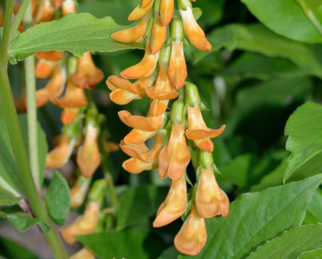 golden pea shrub with a close-up of the light orange flowers growing along the plant's stem