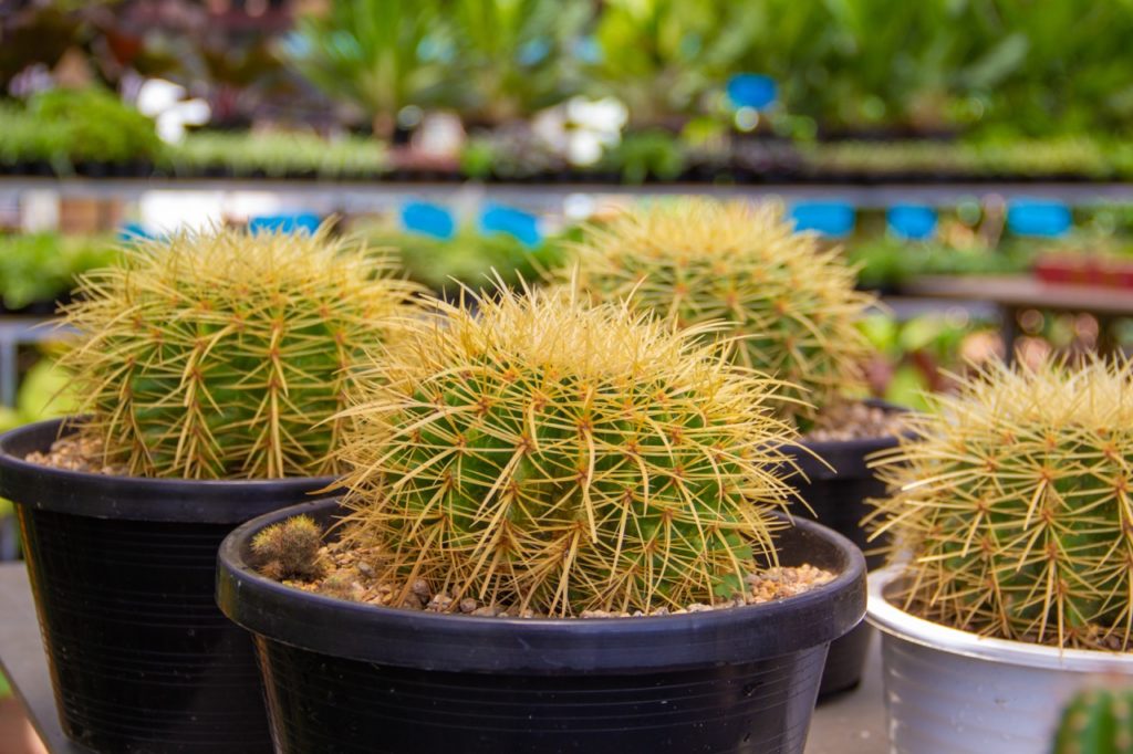 golden barrel cacti with spiky brown foliage growing in pots outside with other potted plants in the background