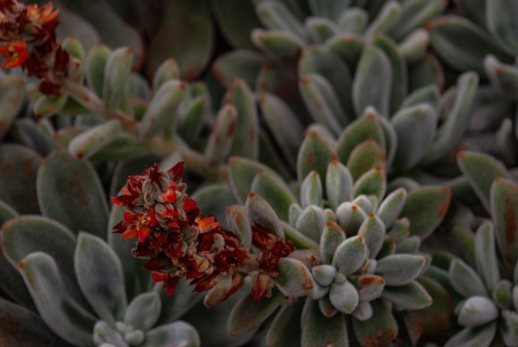 chenille plant with waxy white and green leaves and stalks covered in tiny red and brown flowers