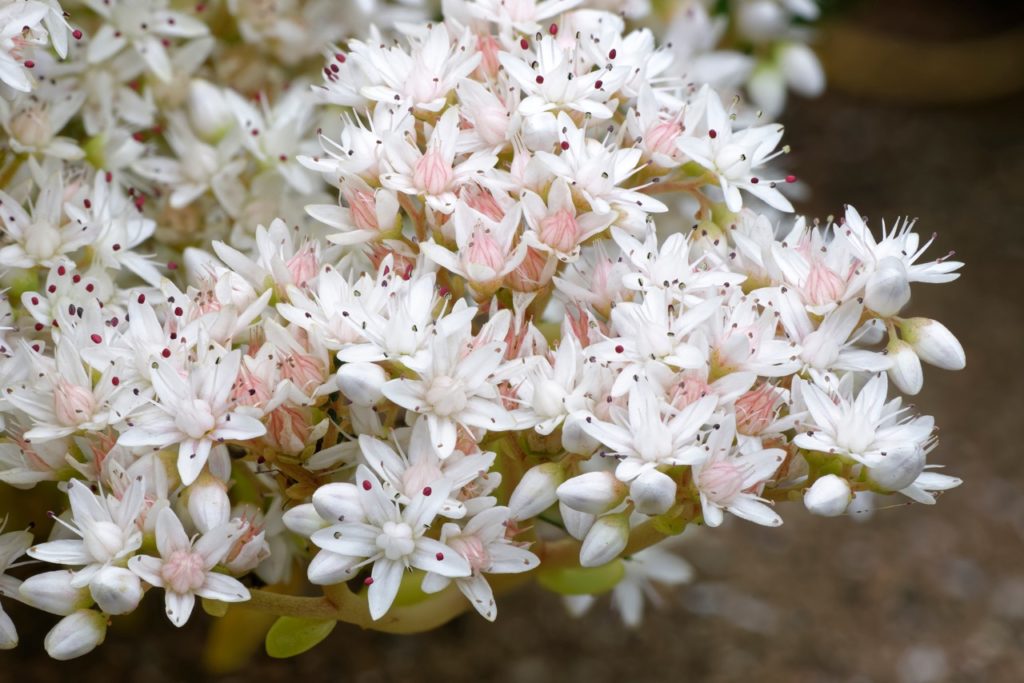 white-flowering stonecrop plant