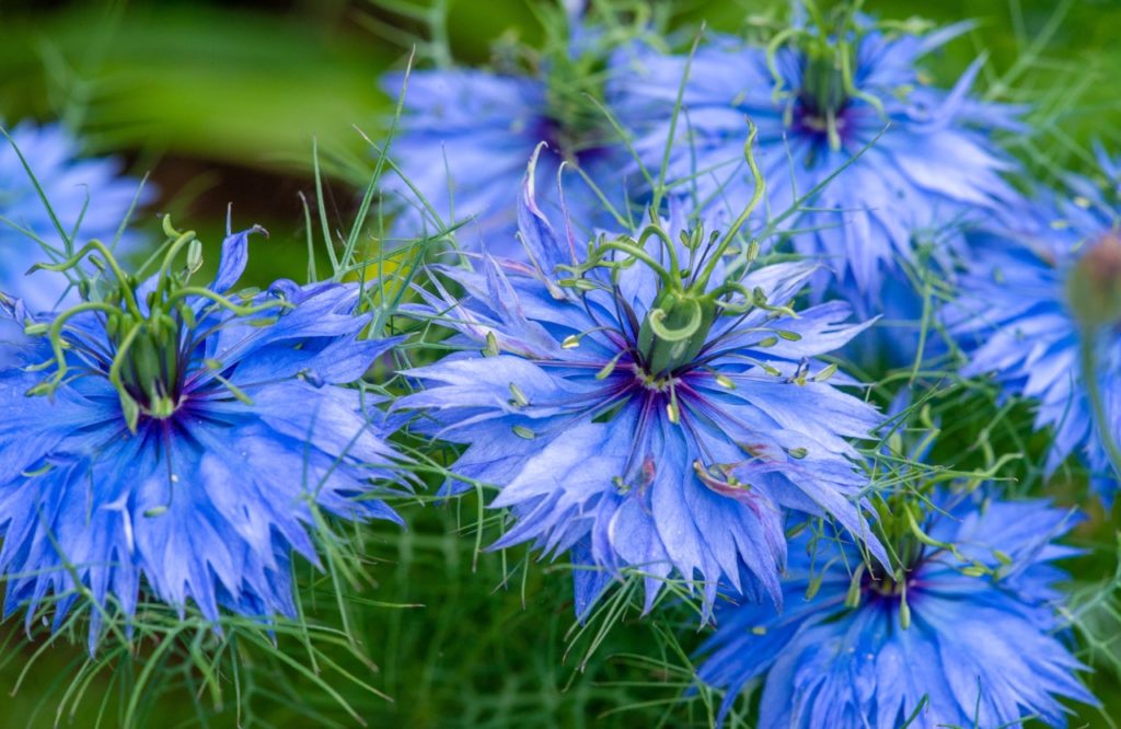 pale blue flowers decorated with curling green seed pods from a Nigella damascena plant