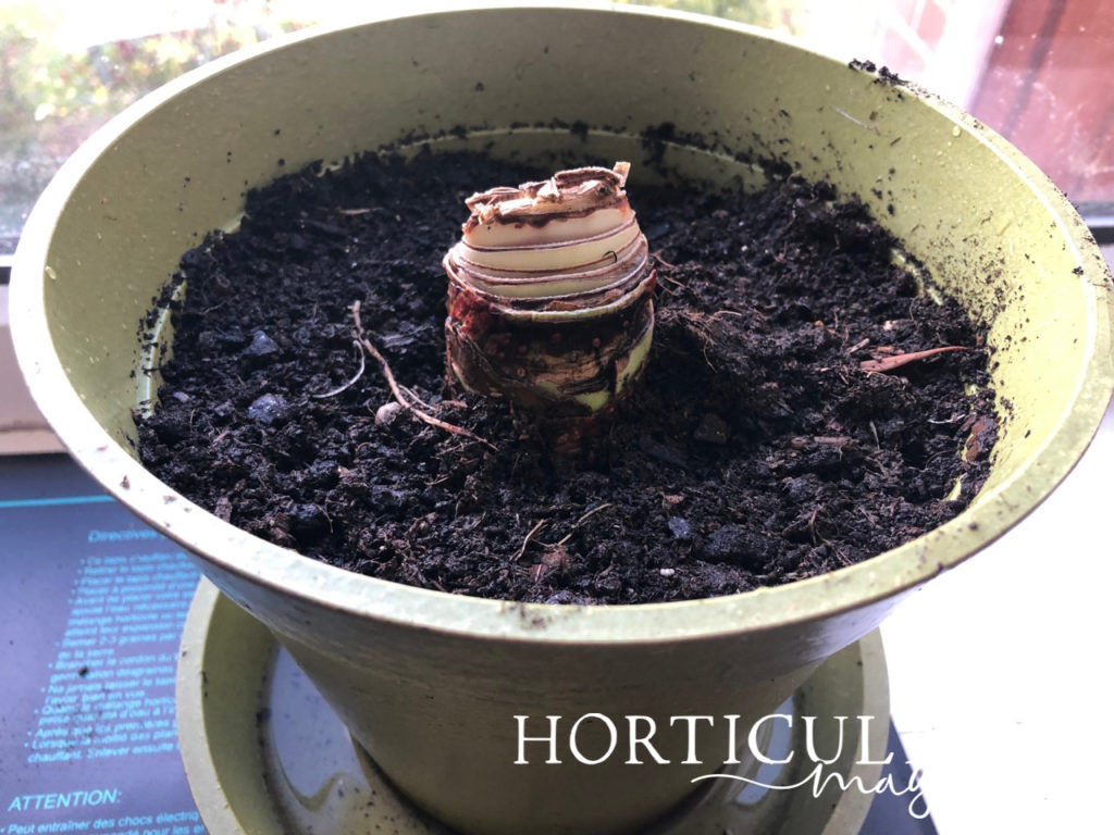 the top of an amaryllis bulb sprouting from the top of the compost it's been planted in