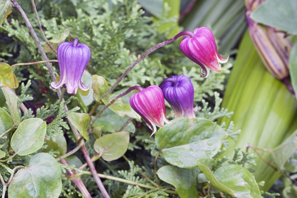purple and pink bell-shaped flowers from a clematis viorna plant with waxy green leaves
