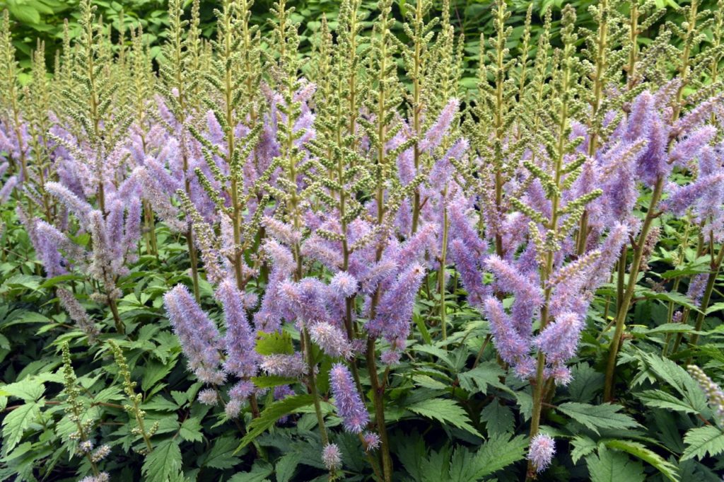 purple-flowering astilbe plants with tall stems and pointed leaves