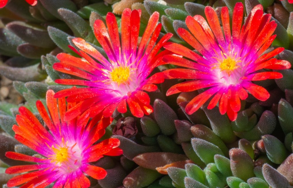 Cooper's ice plant with hairy green and purple leaves and red and pink flowers with yellow centres