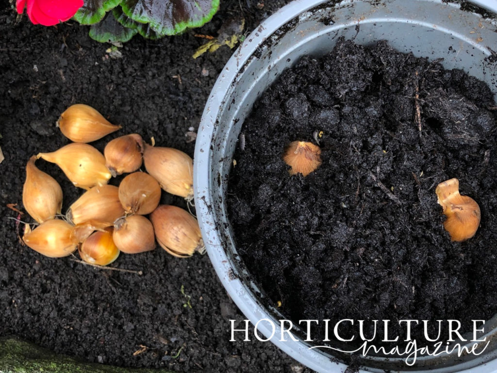 birds eye view of iris bulbs that have been planted in a container