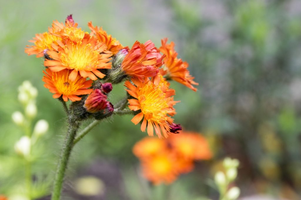 hawkweed plant with hairy stems and small orange and yellow flowers