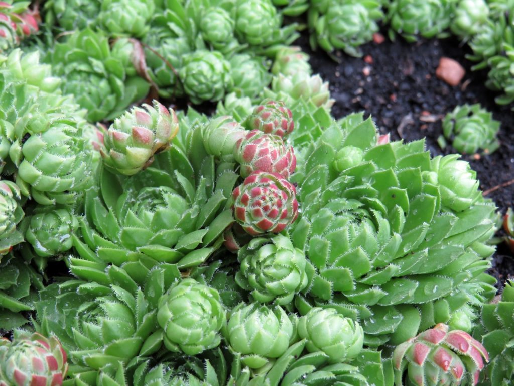 waxy green Sempervivum soboliferum plants