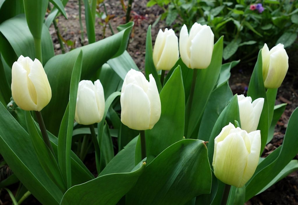 tulip 'white dream' plants with long, thick green leaves growing vertically in a garden bed