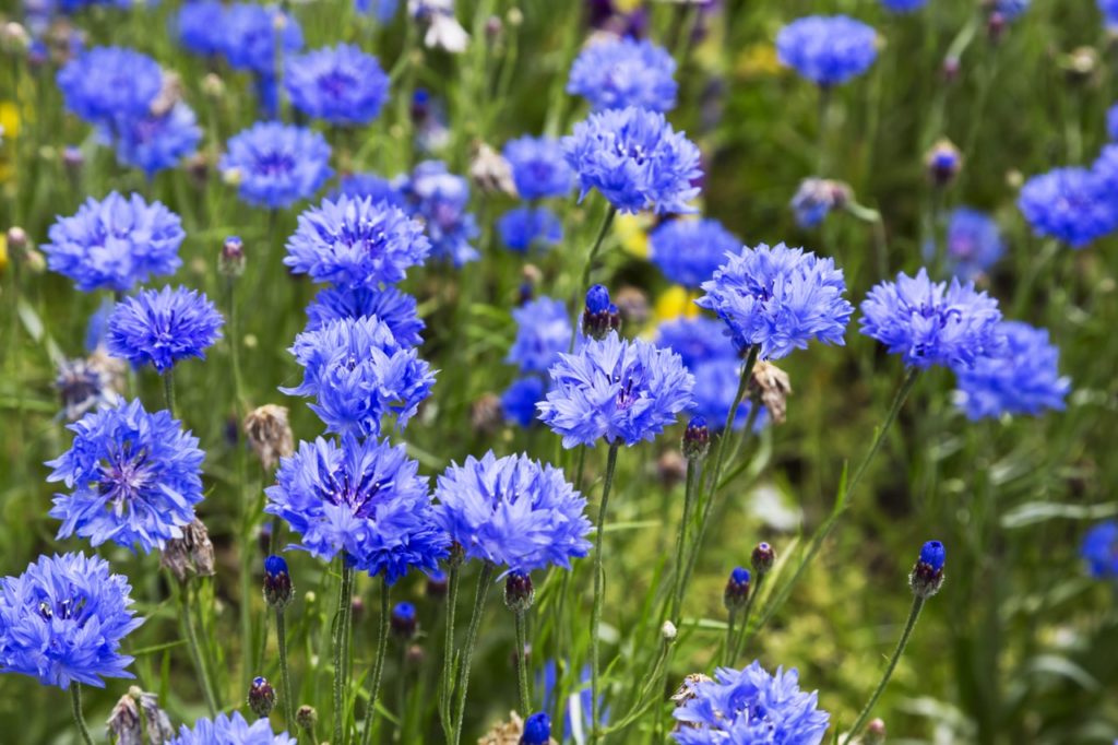 flowering cornflowers in a drift with tall stems