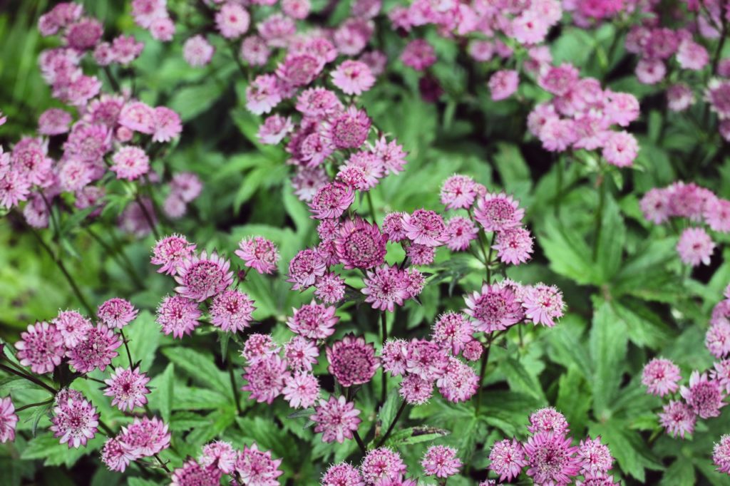 Astrantia masterwort major 'Roma' with lots of pink bracts surrounding tiny flowers