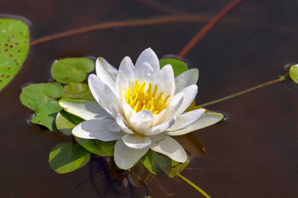 a white waterlily with layered petals and a yellow centre