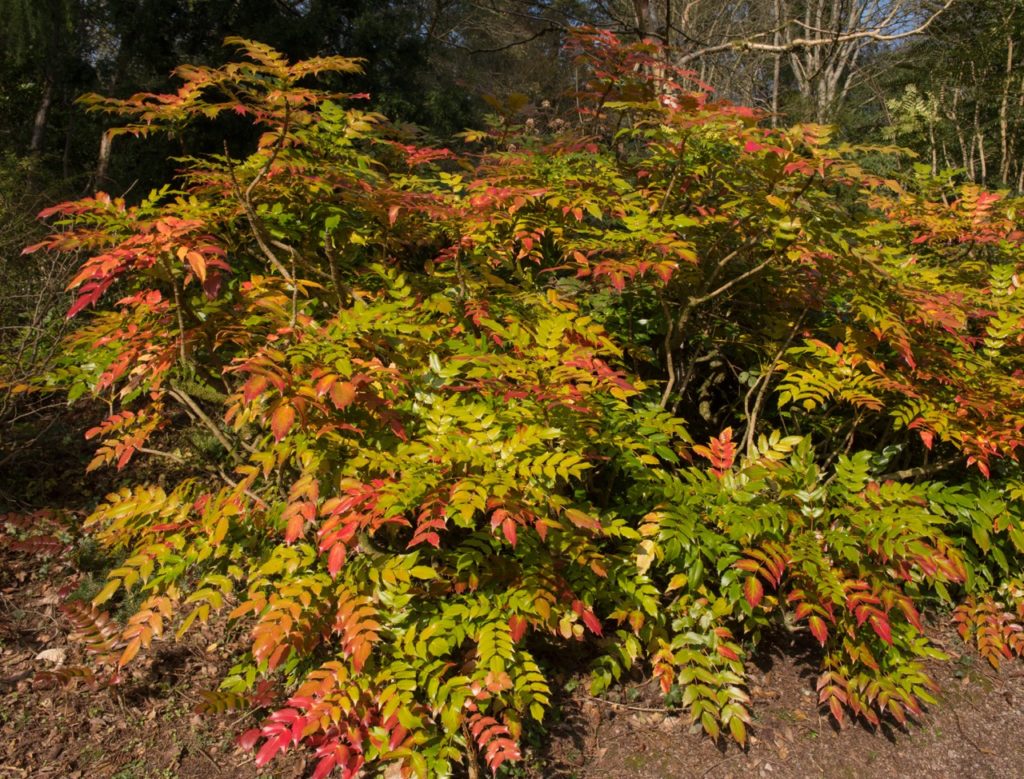 large green and red-leaved Japanese Mahonia shrub growing outside in front of lots of trees