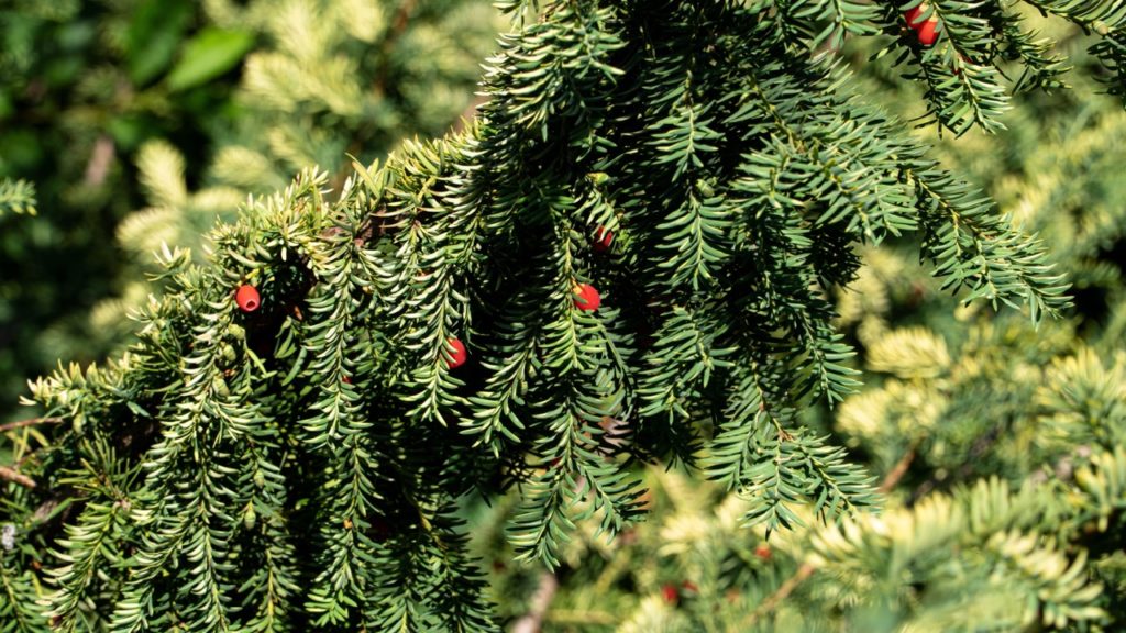 taxus tree with waxy green spindles and some small round red berries