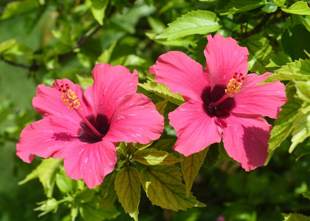pink flowering hibiscus plants with light green foliage growing in bright sunlight