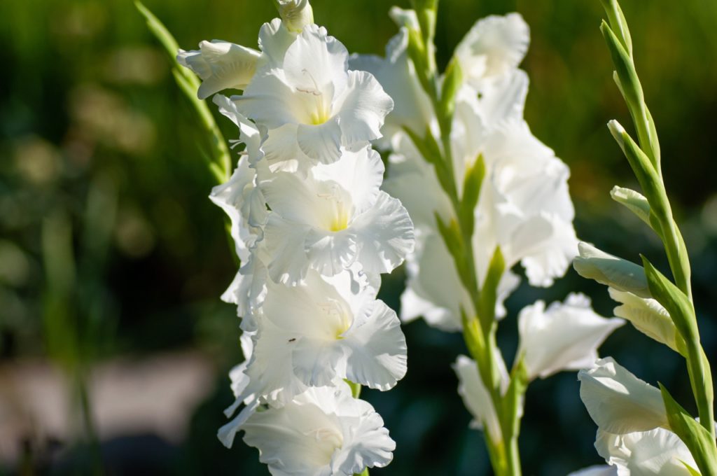 Gladiolus 'Murmansk' plant with white ruffled flowers growing from upright stems