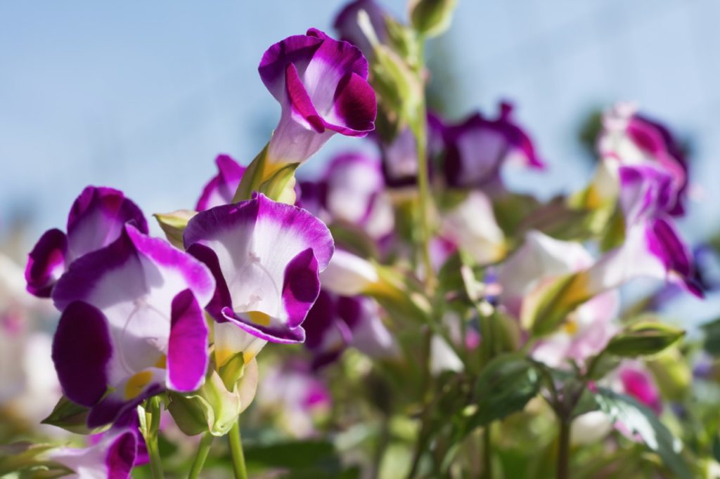 wishbone flowers with white tepals edged with purple and dotted with yellow