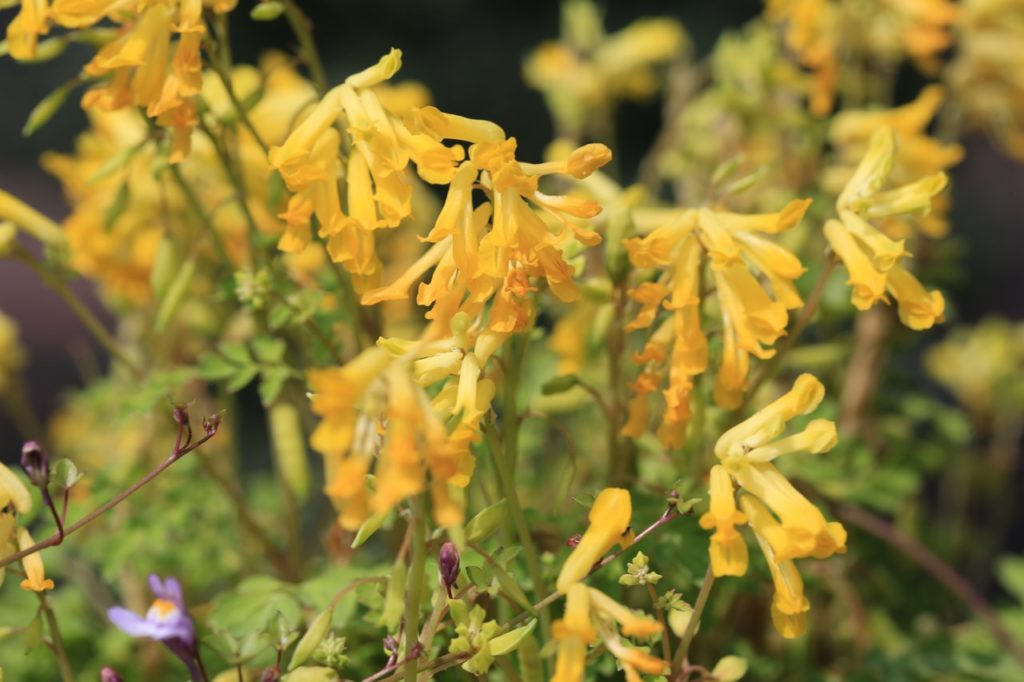 corydalis plant with tube-shaped yellow flowers growing outside