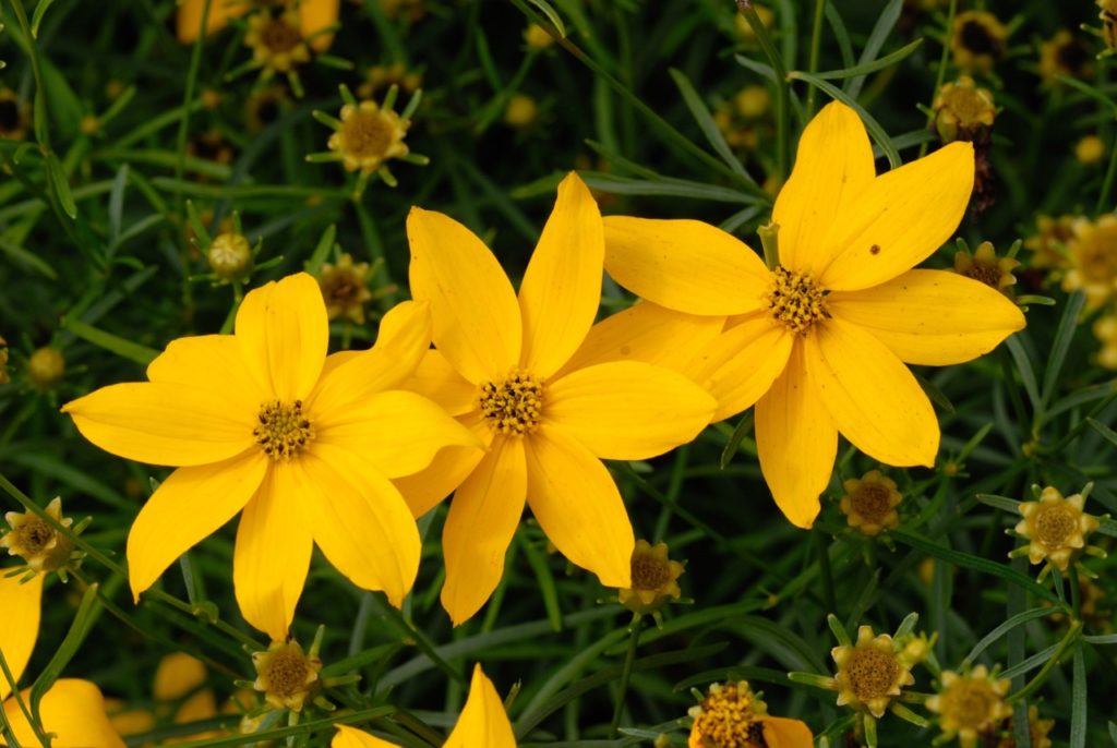 yellow flowering tickseed 'grandiflora' with long thin dark green leaves