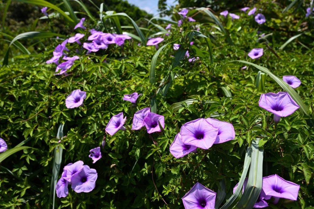 purple flowering Ipomea purpurea shrub with small green leaves growing amongst long thin foliage outside
