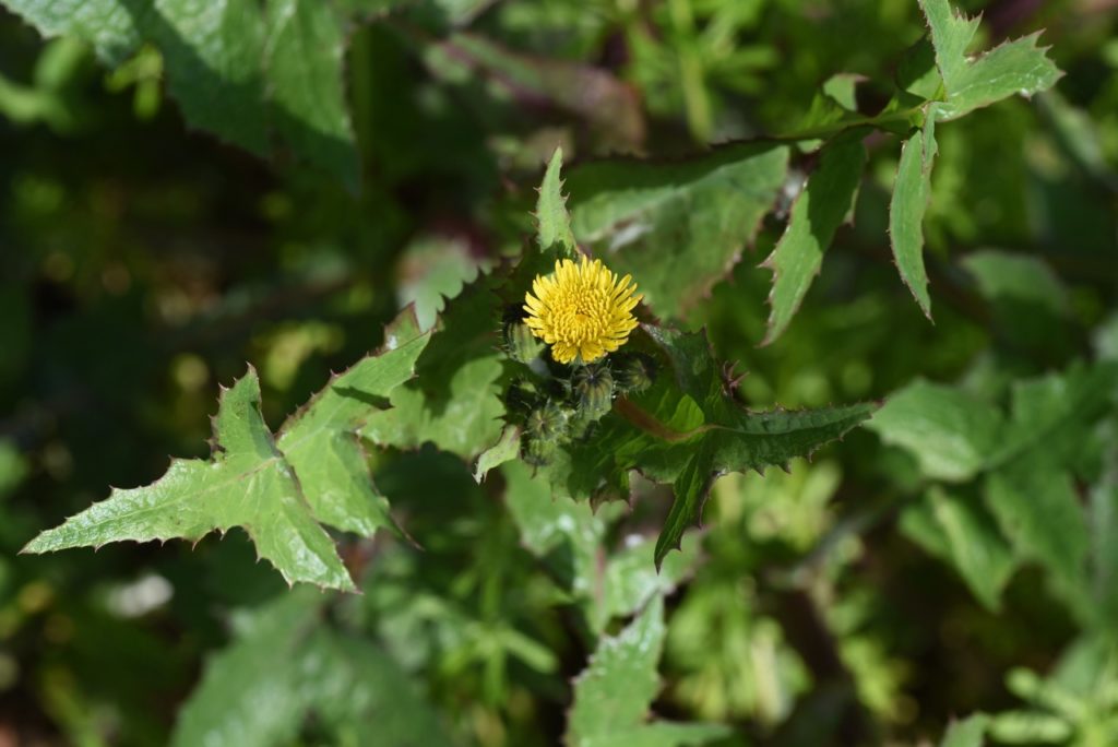 green sowthistle plant with a single yellow flower growing outdoors