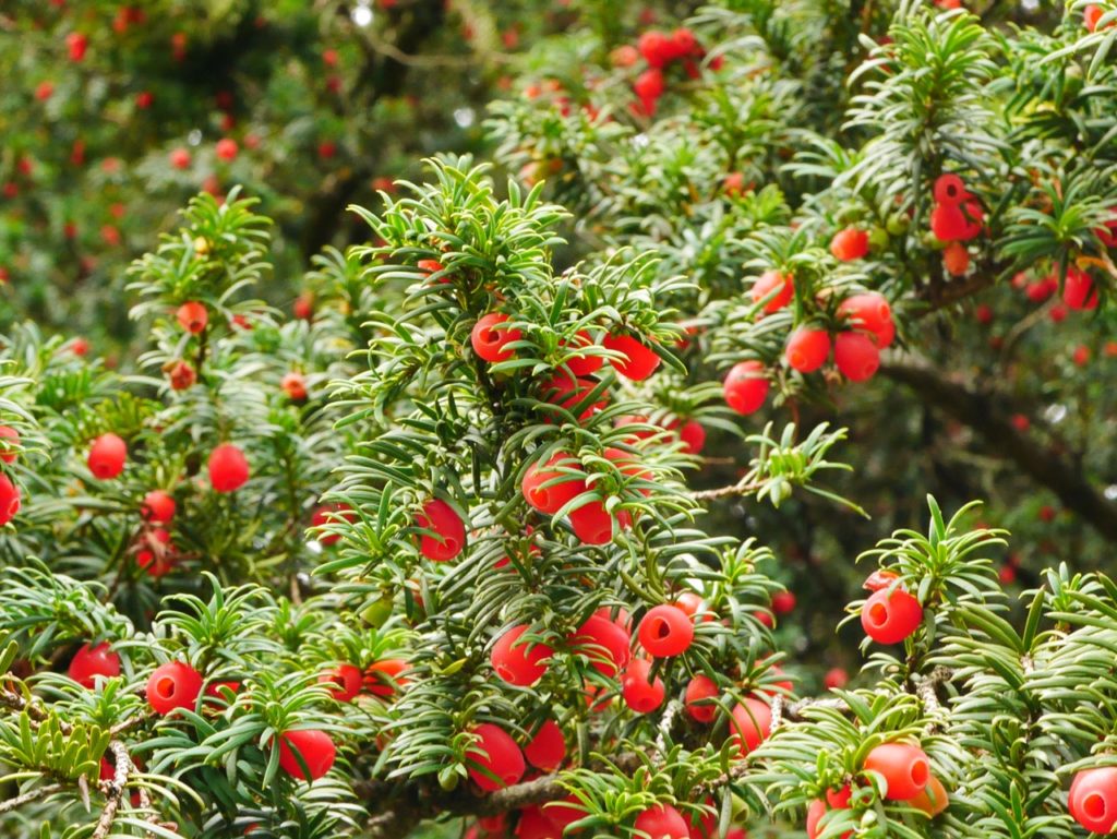 red berries from a common yew tree with green pine leaves