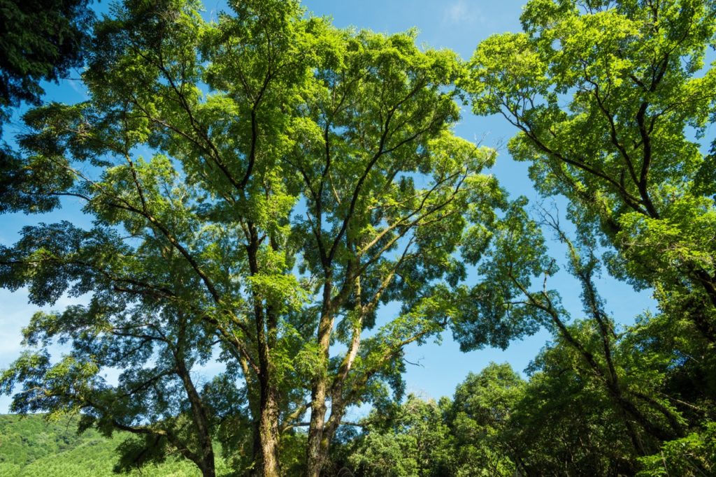 large Ulmus procera trees covered in green leaves with a blue sky as a backdrop