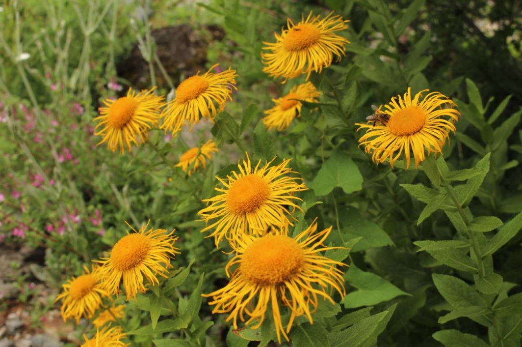 yellow flowering inula orientalis with frilly petals and thin green leaves growing outside with a pink flowering shrub in the background