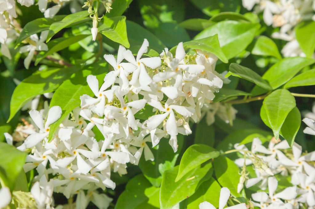 star jasmine with clusters of star-shaped flowers and light green leaves