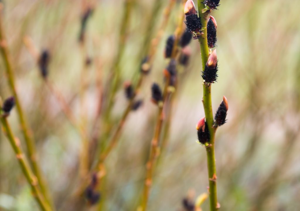 a black willow shrub with thin green stems and tiny black flower buds