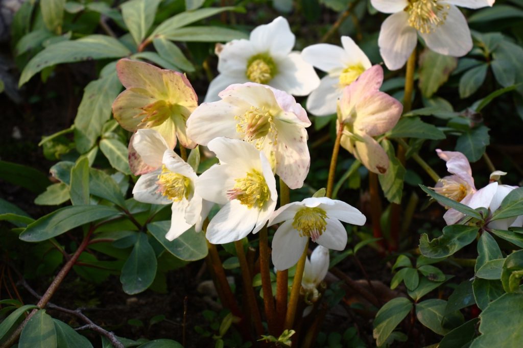 cup-shaped white Helleborus niger flowers tinged with pink on brown stalks