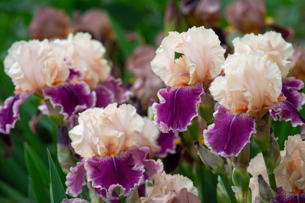bearded irises with pink and purple ruffled petals