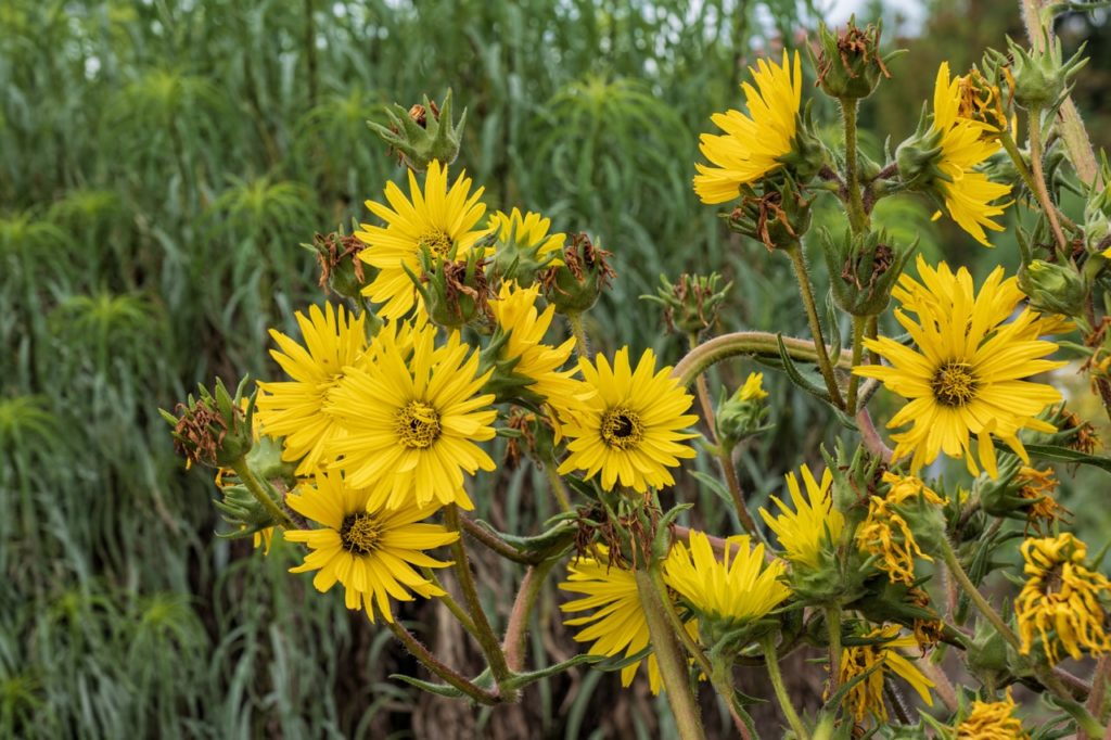 Silphium laciniatum with yellow daisy-like flowers growing outside