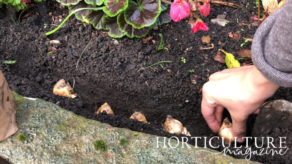 muscari bulbs being placed in a row into a small trench in the soil of a garden bed 