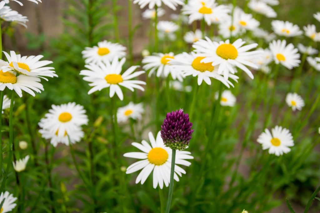 chamomile plants with daisy-like flowers growing next to wild onions with purple flowers in a field