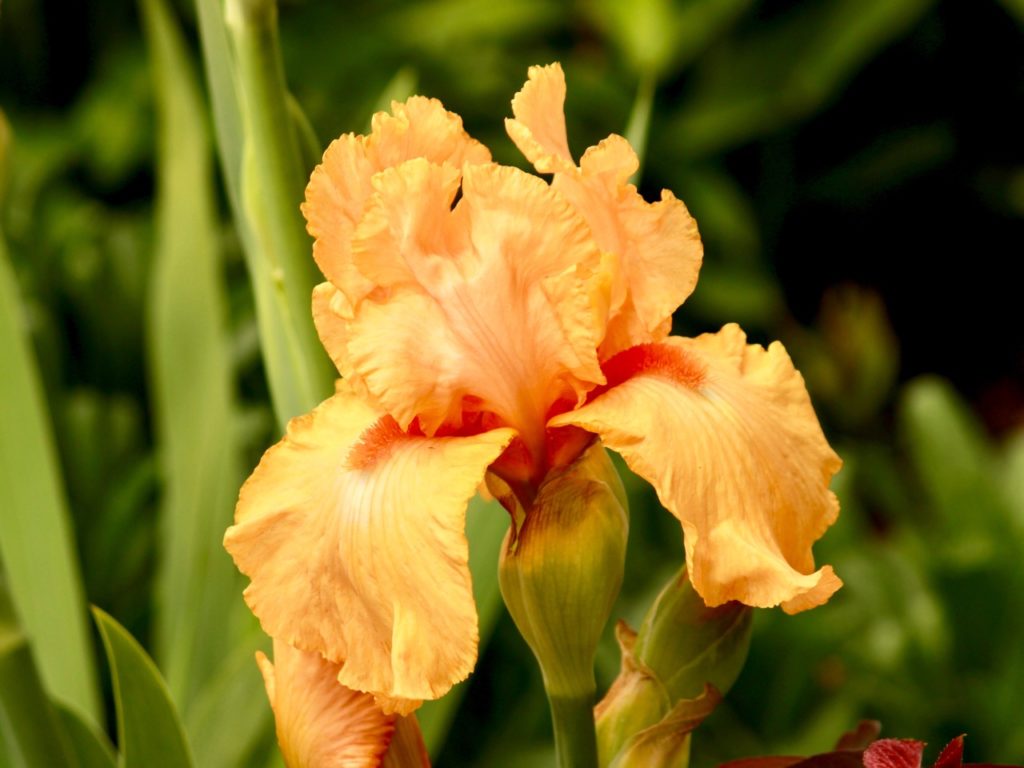 iris 'orange harvest' plant in flower