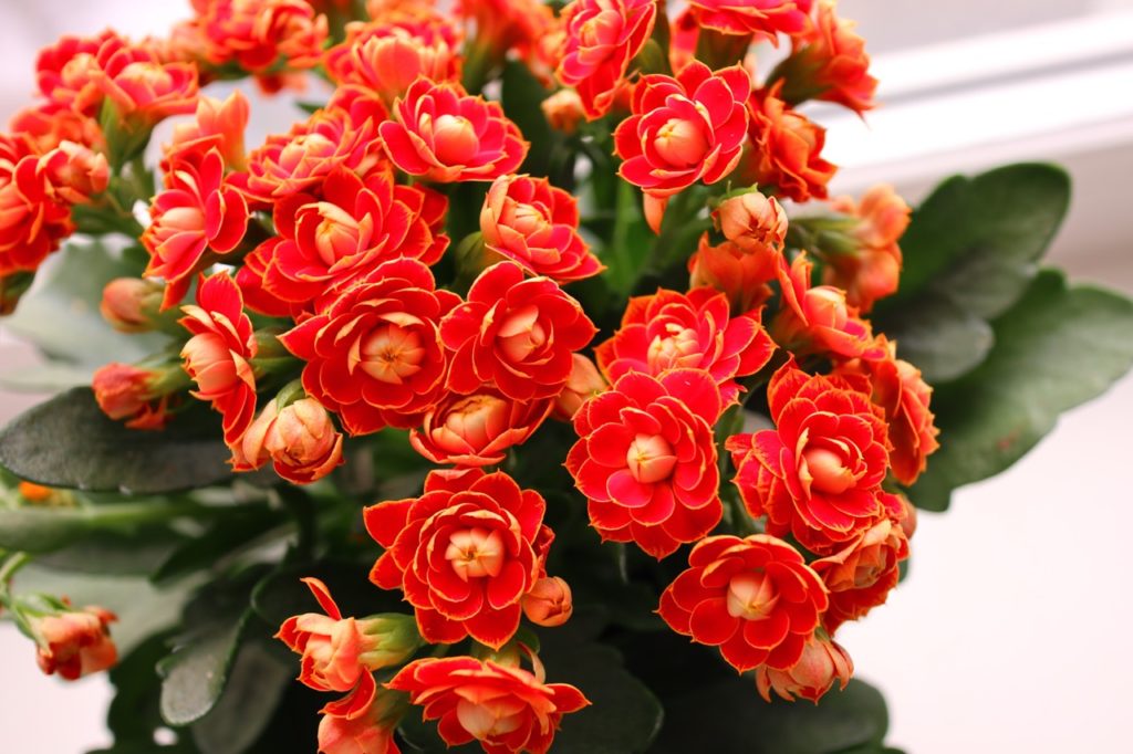 Kalanchoe blossfeldiana plant with red flowers and dark green leaves growing in a container