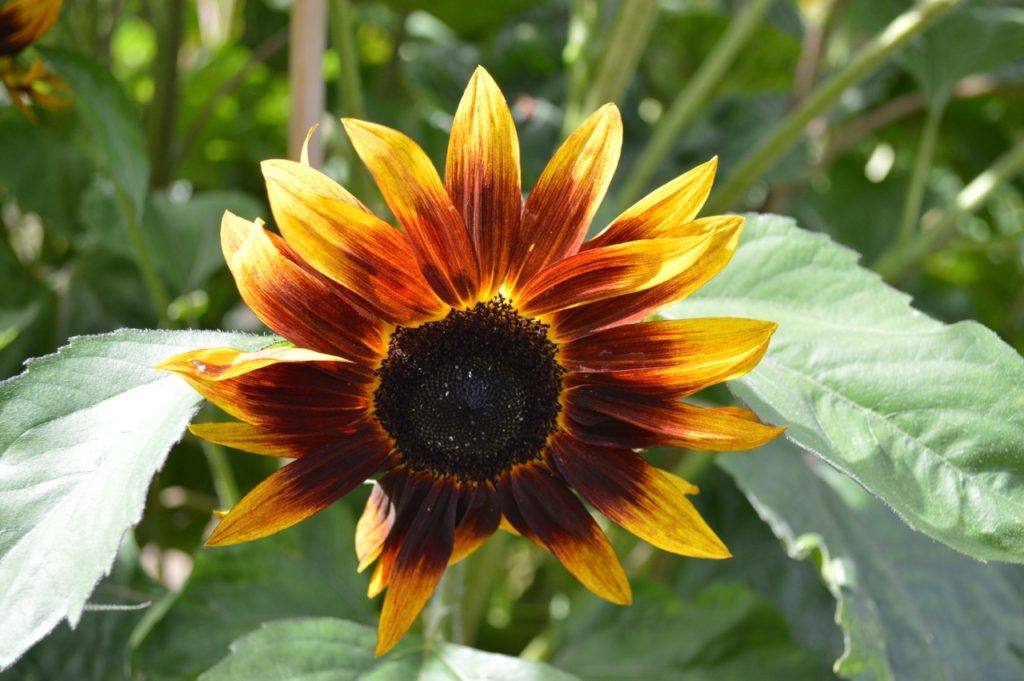 sunflower 'moulin rouge' with a large dark centre and yellow and red petals