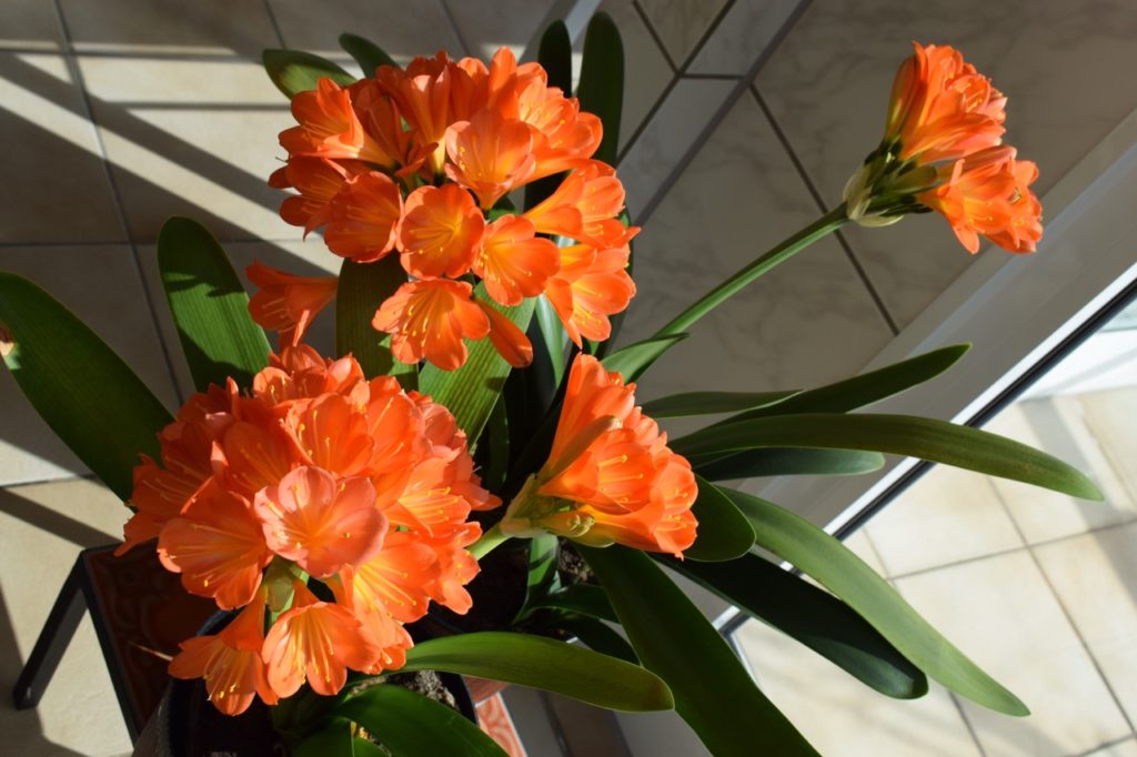 orange clusters of flowers from a clivia plant growing from a container indoors in a tiled room