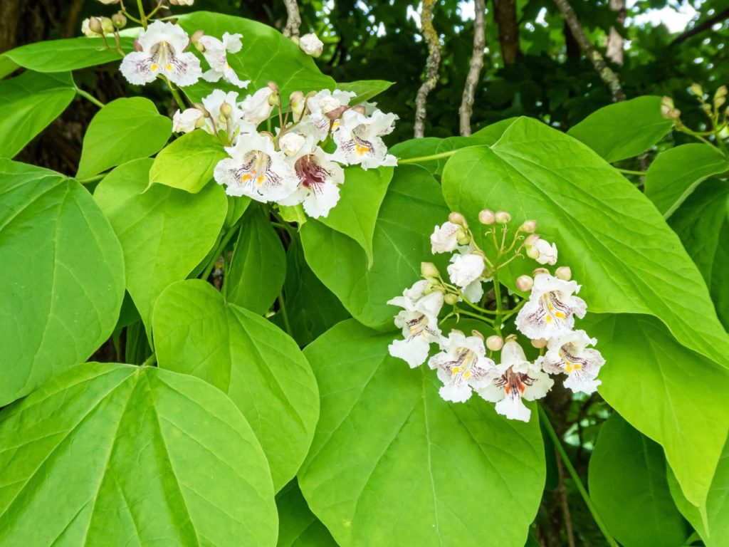 catalpa with large heart-shaped leaves and tubular white flowers
