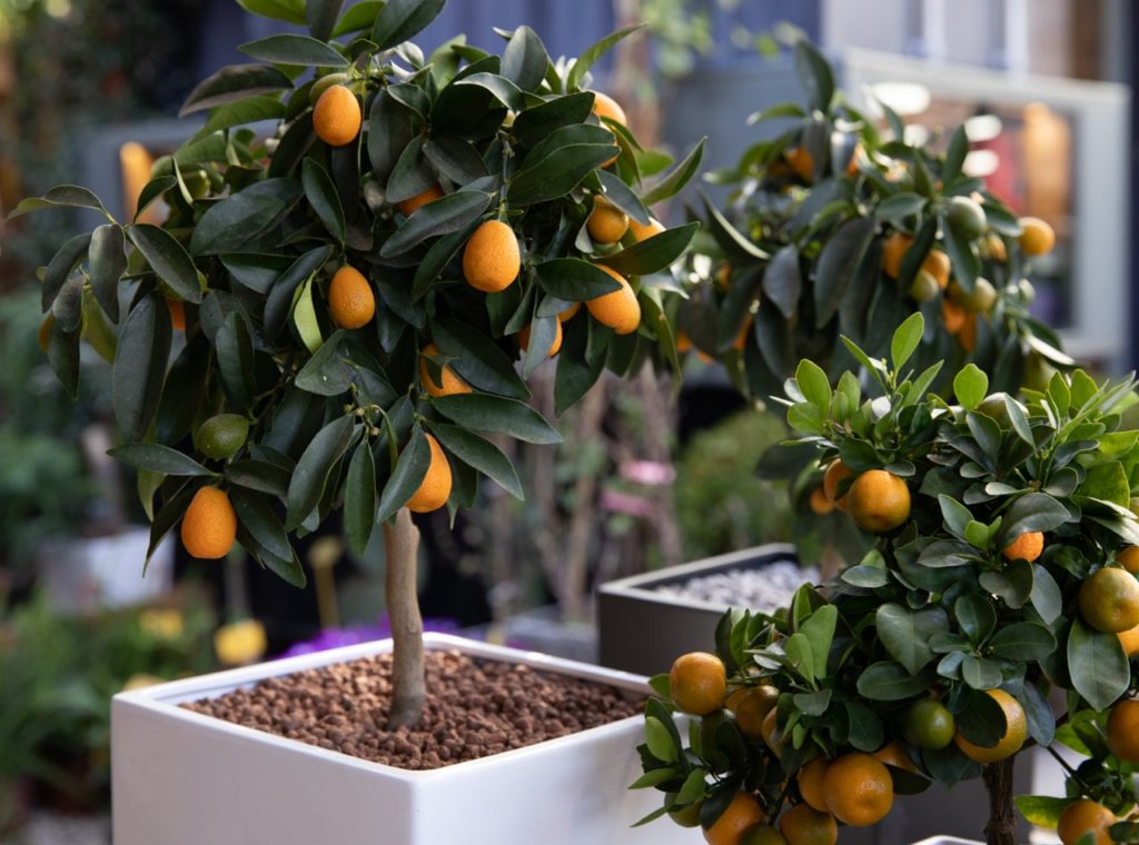 dark green foliage and rounded orange fruits of kumquat trees growing in pots