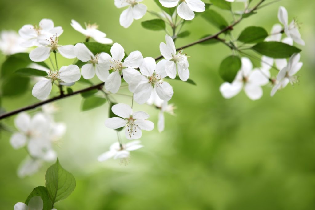 white flower blossom with star-shaped petals from a prunus domestica 'valor' plant