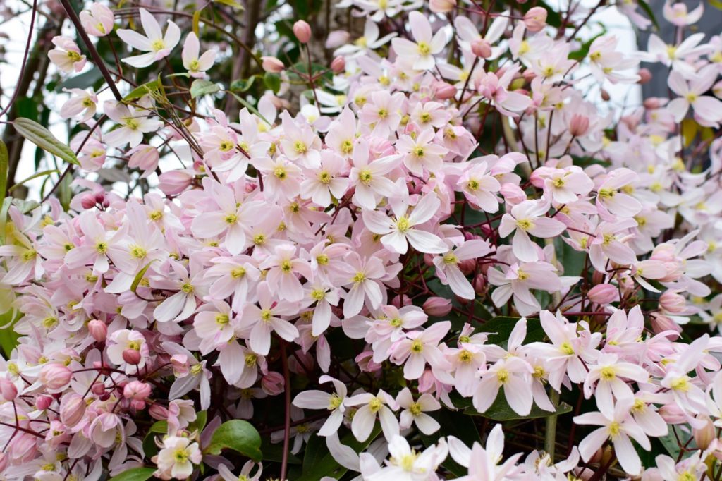 pink flowering clematis 'apple blossom' with yellow centres and red stems
