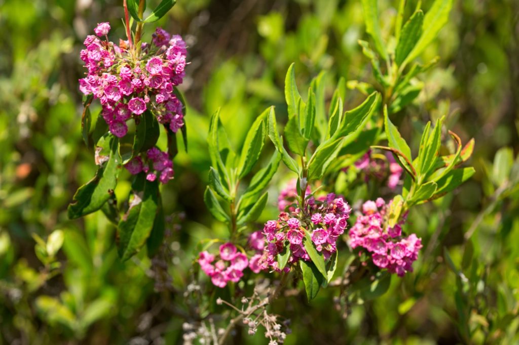 small pink flowers from a bog laurel plant with long ruffled leaves