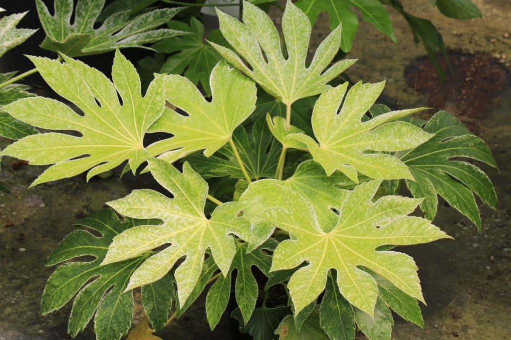 large palmate leaves from a Fatsia japonica shrub